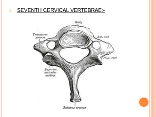 3. SEVENTH CERVICAL VERTEBRAE:-
 