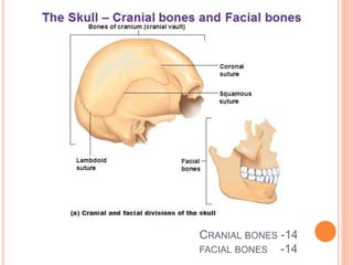 CRANIAL BONES -14
FACIAL BONES -14
 