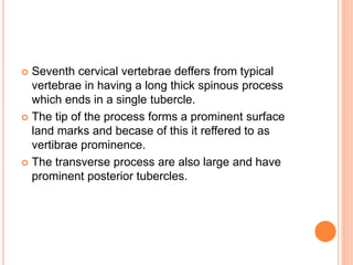  Seventh cervical vertebrae deffers from typical
vertebrae in having a long thick spinous process
which ends in a single tubercle.
 The tip of the process forms a prominent surface
land marks and becase of this it reffered to as
vertibrae prominence.
 The transverse process are also large and have
prominent posterior tubercles.
 