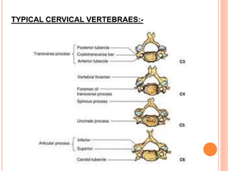 TYPICAL CERVICAL VERTEBRAES:-
 