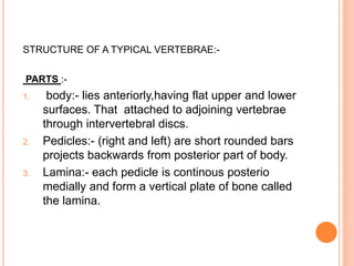 STRUCTURE OF A TYPICAL VERTEBRAE:-
PARTS :-
1. body:- lies anteriorly,having flat upper and lower
surfaces. That attached to adjoining vertebrae
through intervertebral discs.
2. Pedicles:- (right and left) are short rounded bars
projects backwards from posterior part of body.
3. Lamina:- each pedicle is continous posterio
medially and form a vertical plate of bone called
the lamina.
 