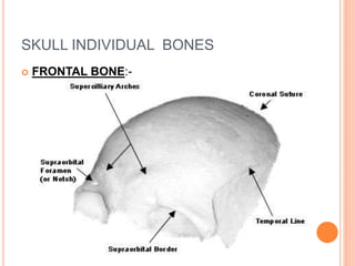 SKULL INDIVIDUAL BONES
 FRONTAL BONE:-
 
