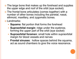  The large bone that makes up the forehead and supplies
the upper edge and roof of the orbit (eye socket).
 The frontal bone articulates (comes together) with a
number of other bones including the parietal, nasal,
ethmoid, maxillary, and zygomatic bones.
 Landmarks:
 Squama: flat portion that forms the forehead
 Supraorbital margin: ridge under the eyebrow,
forming the upper part of the orbit (eye socket)
 Supraorbital foramen: small hole within supraorbital
margin for blood vessels and nerves
 Frontal sinuses: hollow spaces behind the squama,
act as sound chambers to give the voice resonance.
 