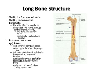 bones human bone bones of osteology.pptx