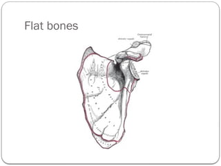 Osteology PRESENTATION AND HIS TYPES ALL DETIALS | PPTX
