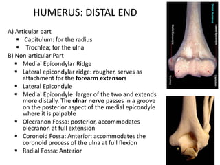 Osteology-of-the-upper-limb.pdf b y dr, rayyan | PDF
