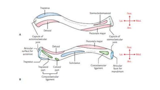 Trautsmann Triangle OSTEOLOGY-UPPER LIMB.pptx