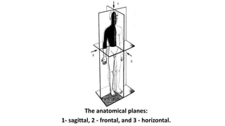 The anatomical planes:
1- sagittal, 2 - frontal, and 3 - horizontal.
 