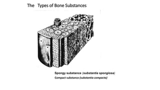 The Types of Bone Substances
The
Compact substance (substantia compacta)
Spongy substance (substantia spongiosa)
 