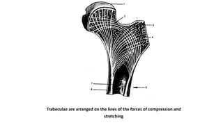 Trabeculae are arranged on the lines of the forces of compression and
stretching
 