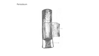 Periosteum
 