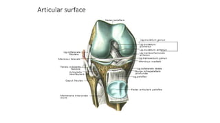 Articular surface
 