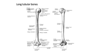 Long tubular bones
 