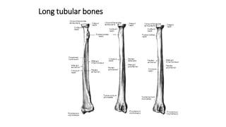 Long tubular bones
 