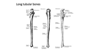 Long tubular bones
 