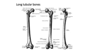 Long tubular bones
 