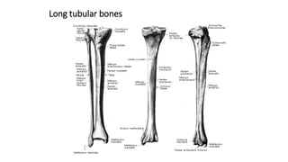 Long tubular bones
 