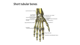 Short tubular bones
 