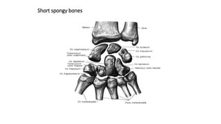 Short spongy bones
 