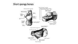 Short spongy bones
 