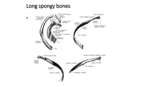 Long spongy bones
•
 