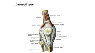 Sesamoid bone
 