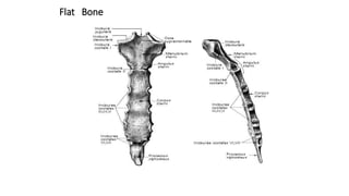 Flat Bone
 