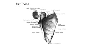 Flat Bone
 