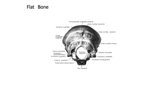 Flat Bone
 