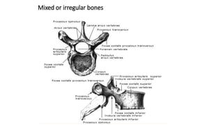 Mixed or irregular bones
 