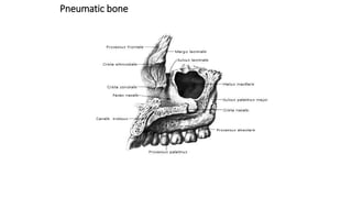 Pneumatic bone
 