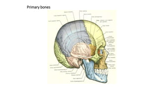 Primary bones
 