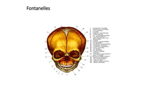Fontanelles
 