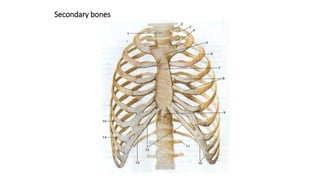 Secondary bones
 
