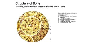 Structure of Bone
• Osteon, or the Haversian system is structural unit of a bone
 