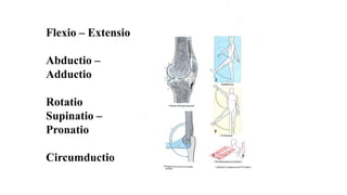 Flexio – Extensio
Abductio –
Adductio
Rotatio
Supinatio –
Pronatio
Circumductio
 