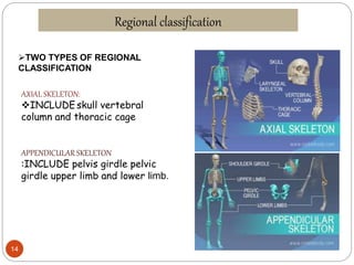 Osteology and arthology by zainab iqbal | PPTX