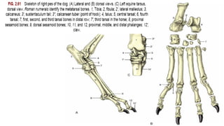 Osteology Hind Limb.pdf