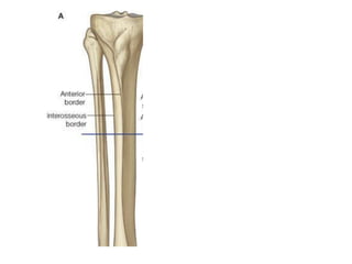 Llsb osteology lower limbs.pdf description of the anatomy of the lower limb ...