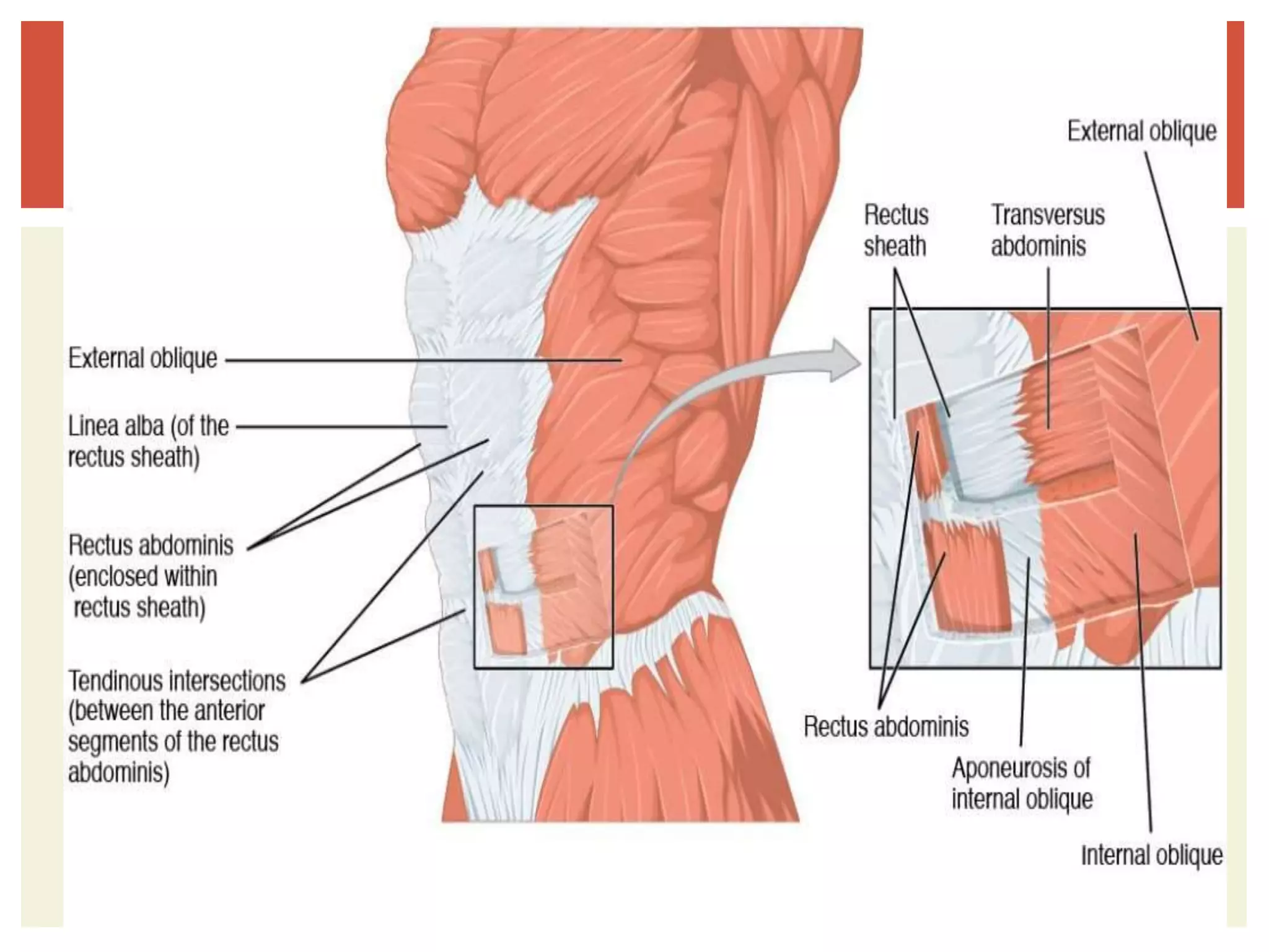 Osteology of abdomen | PPTX