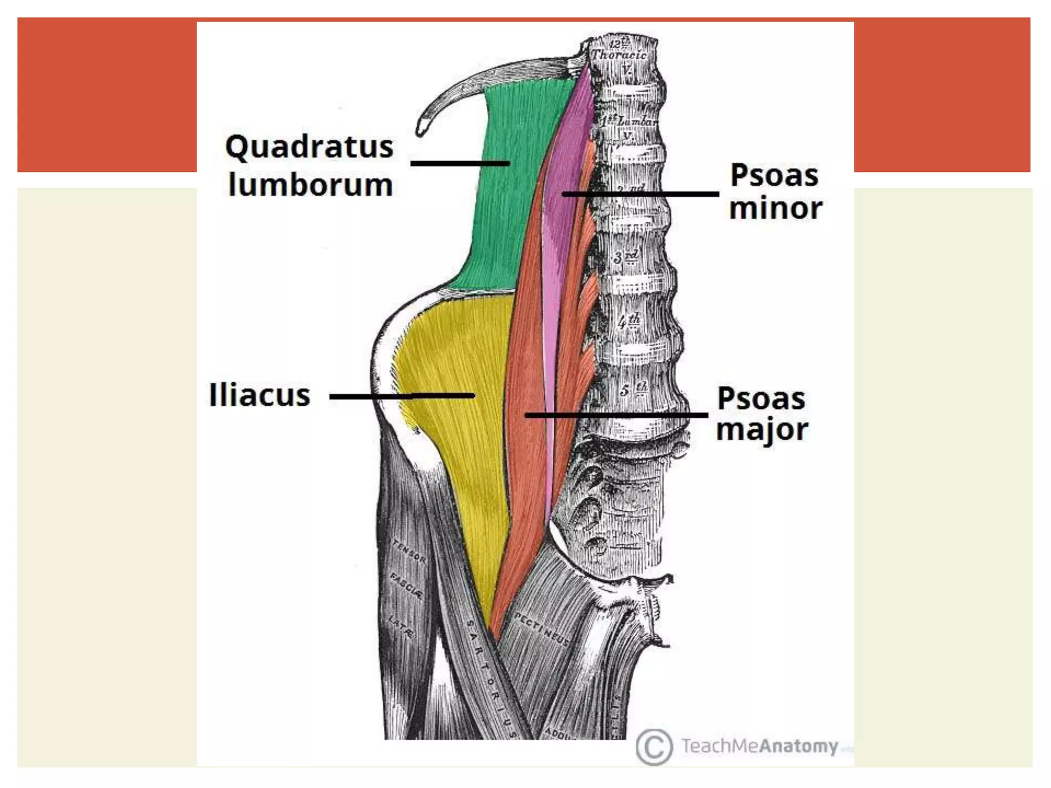 Osteology of abdomen | PPTX