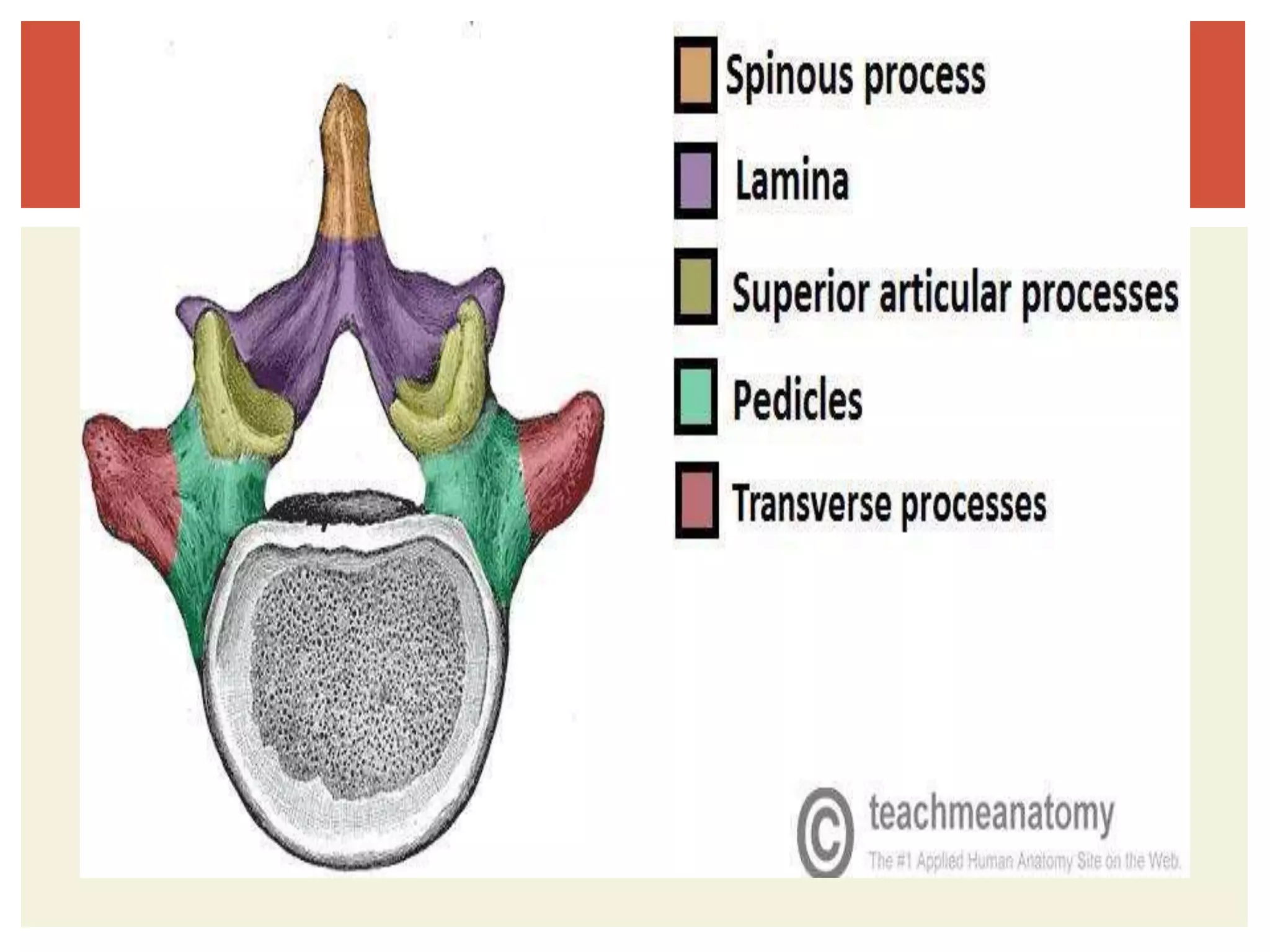 Osteology of abdomen | PPTX