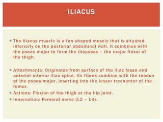 Osteology of abdomen | PPTX