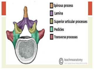 Osteology of abdomen | PPTX
