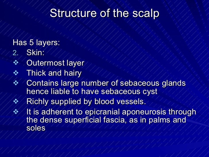 download scalp bones download scalp bones