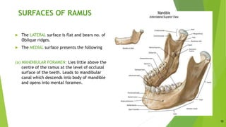 Rounded Ramus Osteology of head & neck ii | PPTX