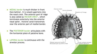 Posterior Ridge Osteology of head & neck ii | PPTX