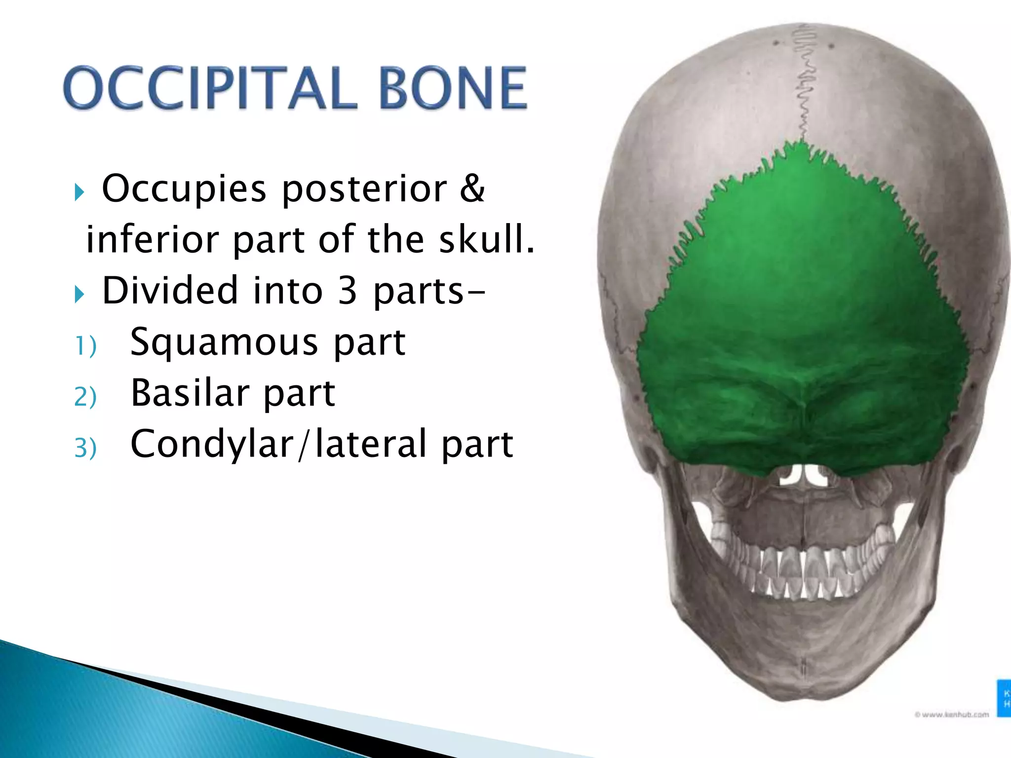 Osteology of head n neck ppt 1 | PPTX