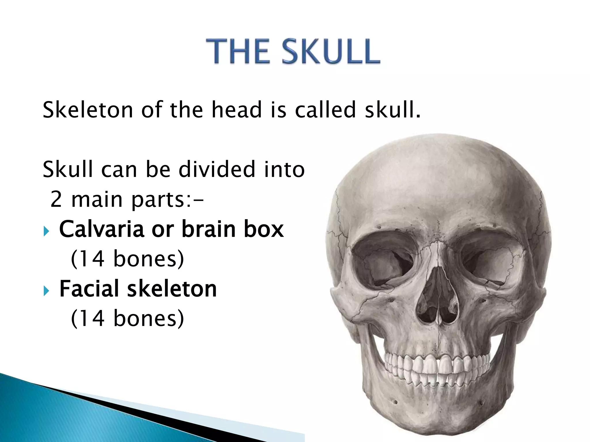 Osteology of head n neck ppt 1 | PPTX