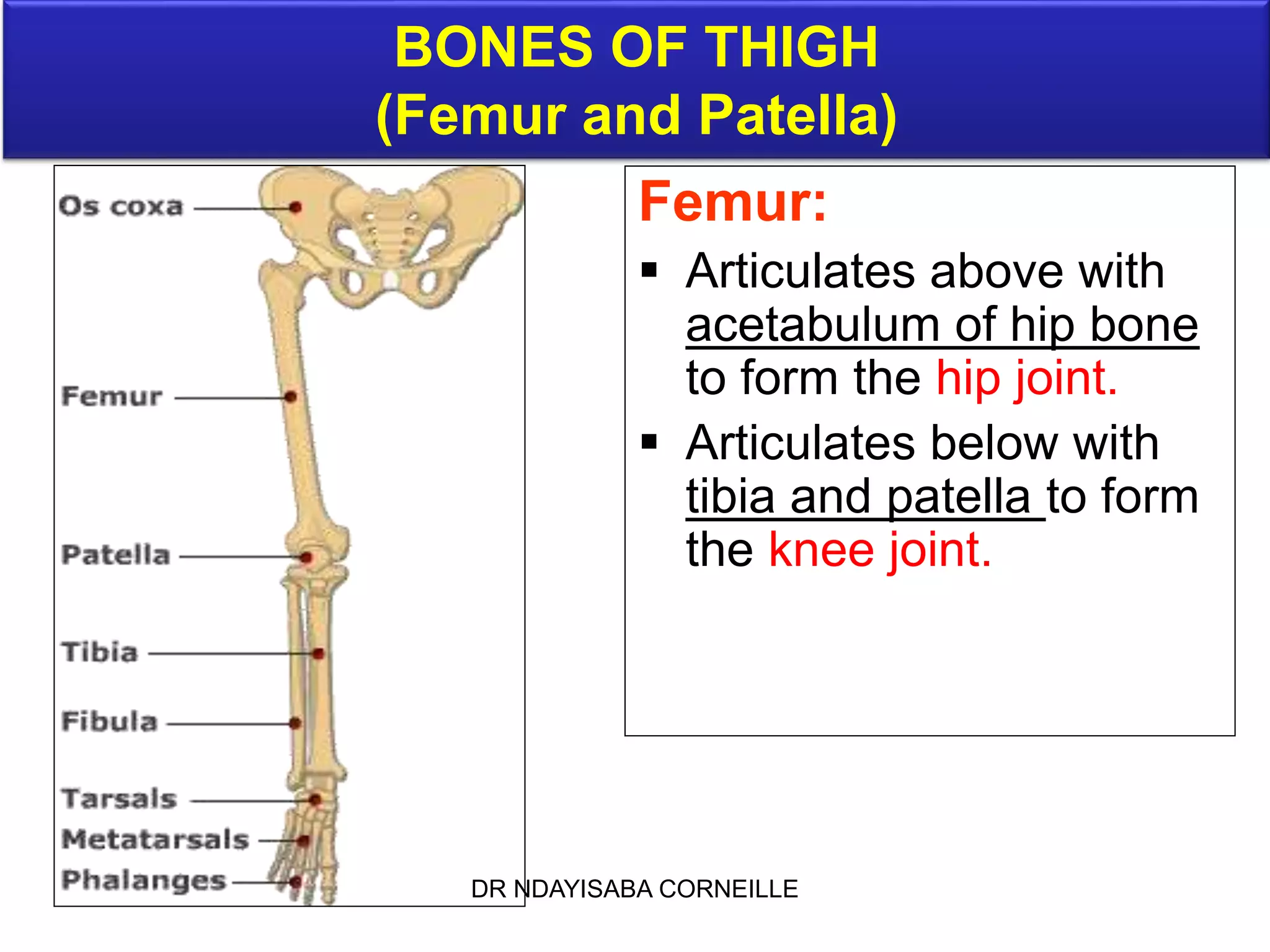 OSTEOLOGY OF LOWER LIMBS .ppt